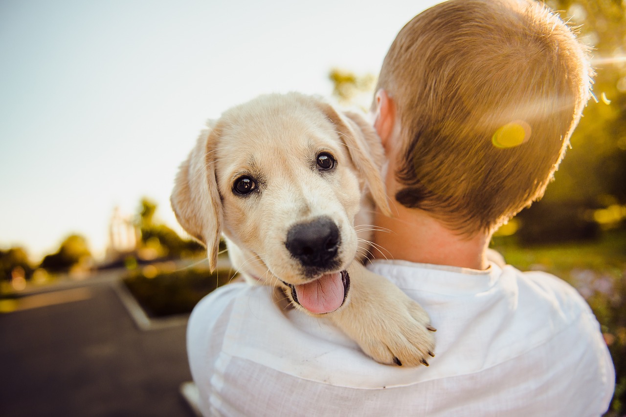 Abrigo da Prefeitura tem 200 animais à espera de um lar